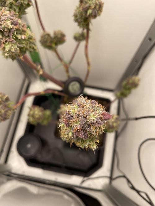 LSD-25 Auto (Fast Buds). Week 10