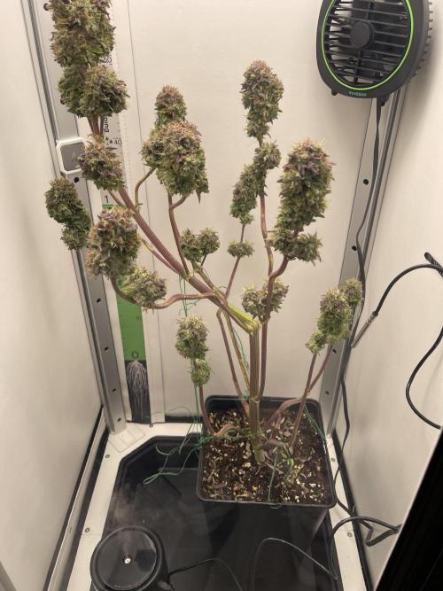 LSD-25 Auto (Fast Buds). Week 10