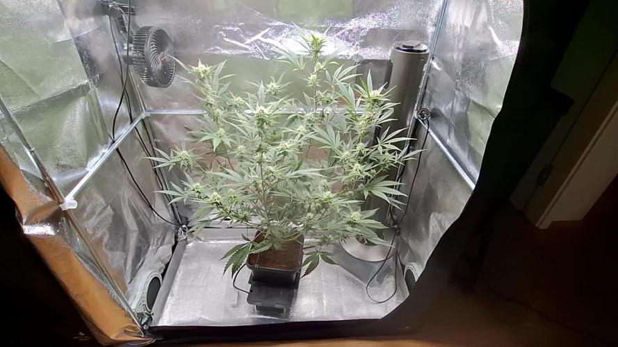 T.H. Seeds London Mint Cake Coco Autpot