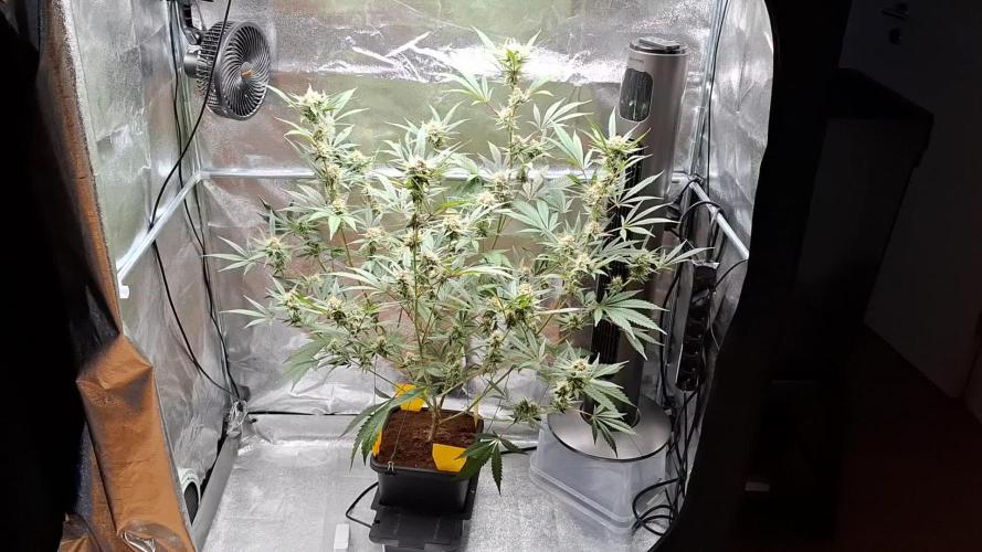 T.H. Seeds London Mint Cake Coco Autpot