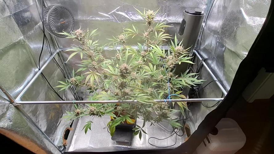 T.H. Seeds London Mint Cake Coco Autpot