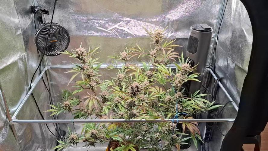 T.H. Seeds London Mint Cake Coco Autpot