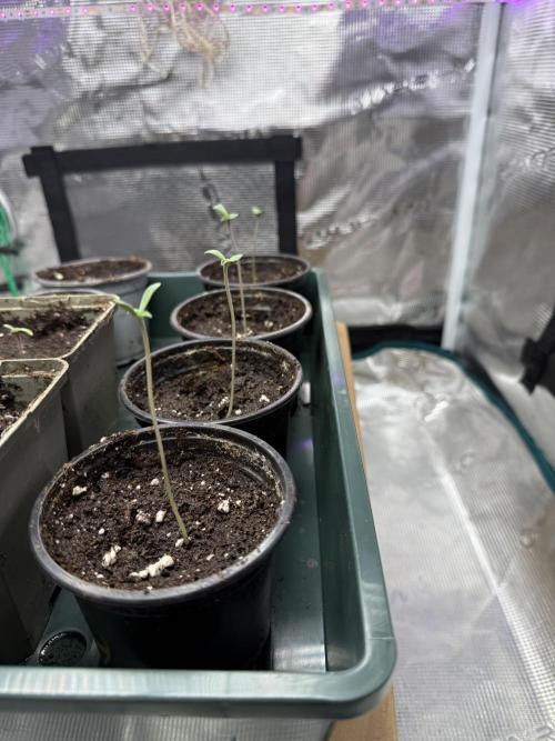 Project F1:  Black Venom Strain F1. Week 1 - Day 2: 4 of 4 seedlings hatched