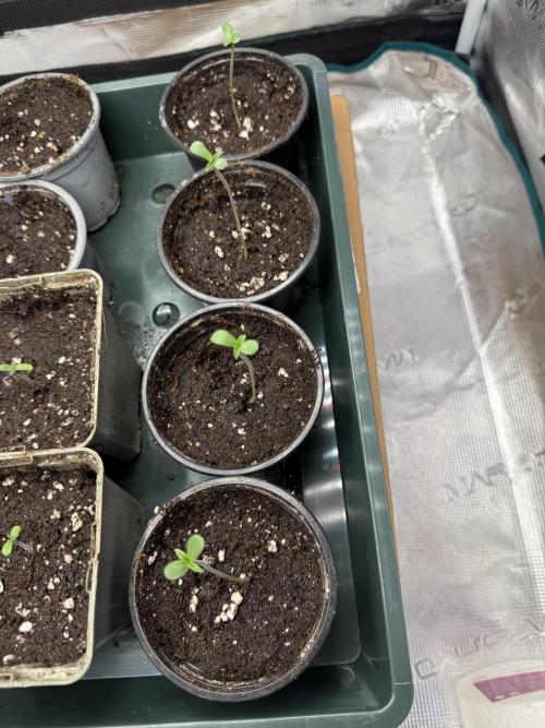 Project F1:  Black Venom Strain F1. Week 1 - Day 2