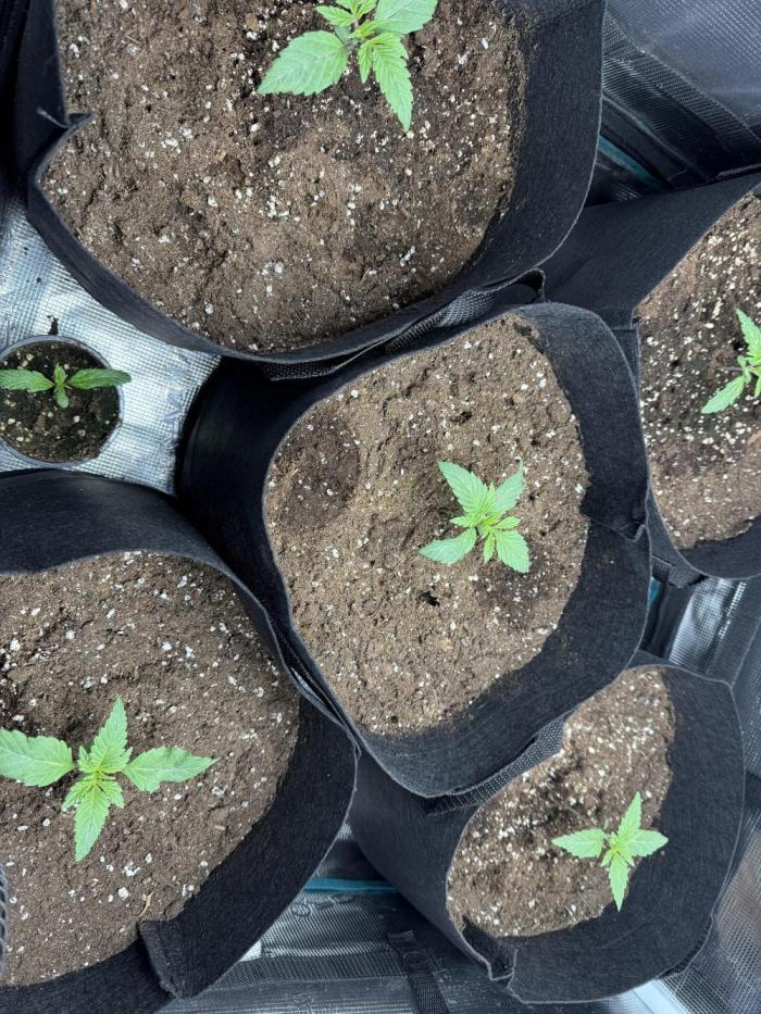 Project F1:  Black Venom Strain F1. Week 2 - Put them into 20l Pods.