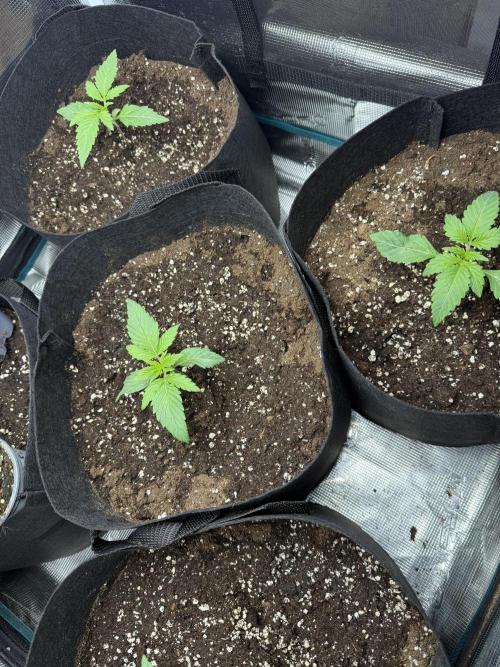 Project F1:  Black Venom Strain F1. Week 3 - The 4 maybe Ladies together at the beginning of week 3.
We have 2 Backup plants