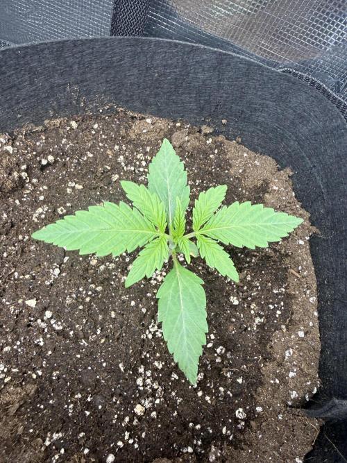 Project F1:  Black Venom Strain F1. Week 3 - Close up A