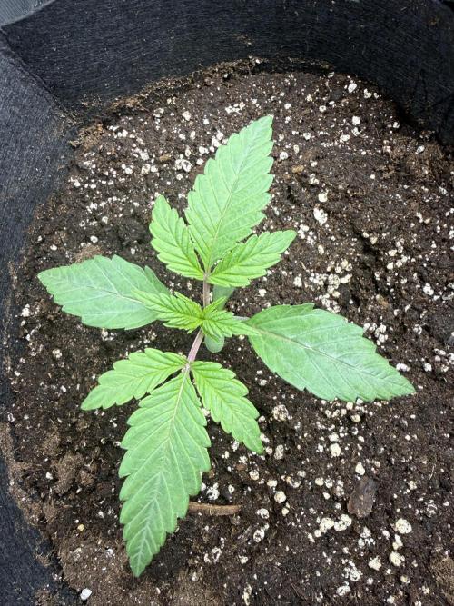Project F1:  Black Venom Strain F1. Week 3 - Close up B