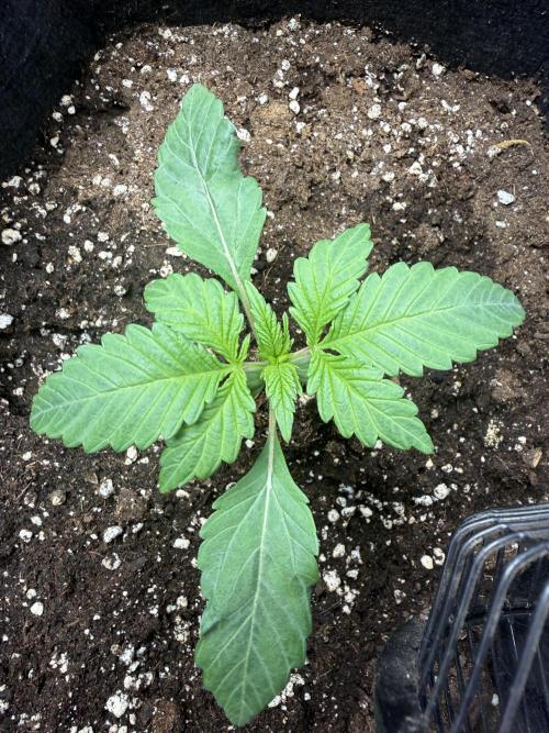 Project F1:  Black Venom Strain F1. Week 3 - C