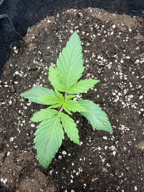 Project F1:  Black Venom Strain F1. Week 3 - D