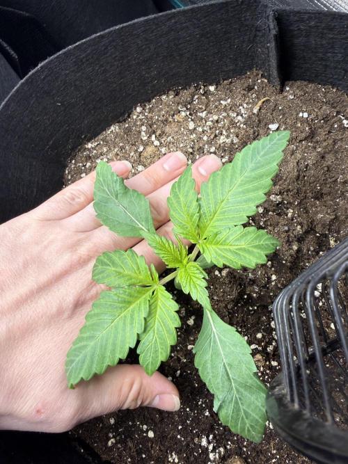 Project F1:  Black Venom Strain F1. Week 3 - C one day later:)