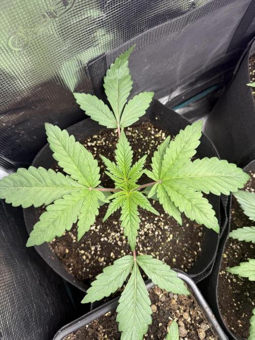 Project F1:  Black Venom Strain F1. Week 4 - Left Front corner