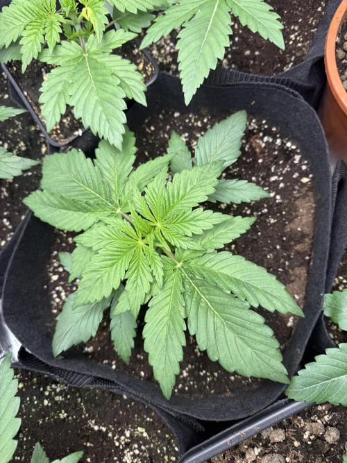 Project F1:  Black Venom Strain F1. Week 4 - The plant in the middle under the lamp 