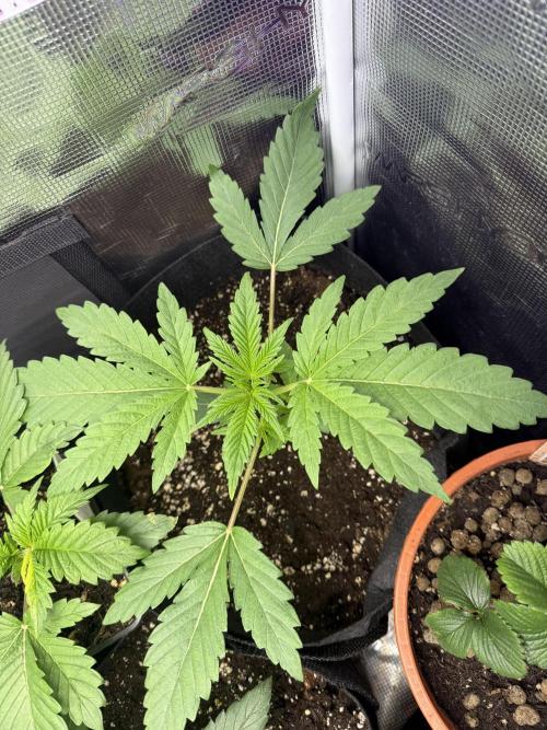 Project F1:  Black Venom Strain F1. Week 4 - Right corner