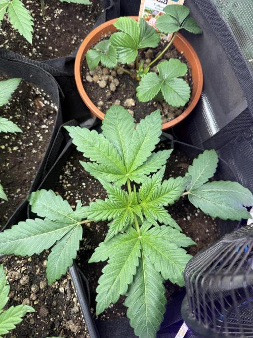 Project F1:  Black Venom Strain F1. Week 4 - Right Front corner 
