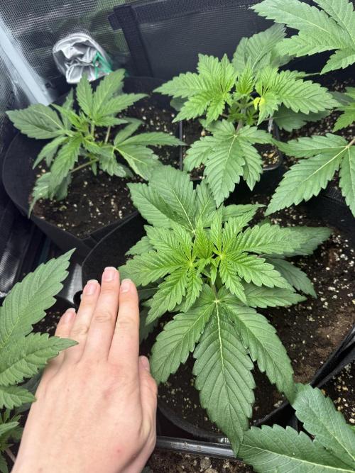 Project F1:  Black Venom Strain F1. Week 5 - They grow really Great now!