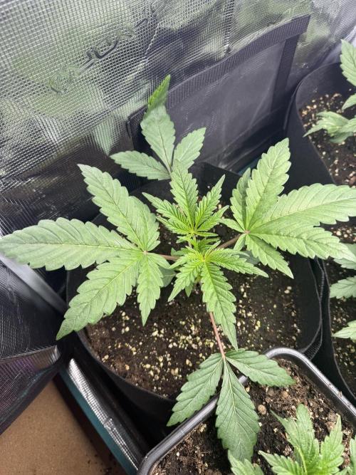 Project F1:  Black Venom Strain F1. Week 5