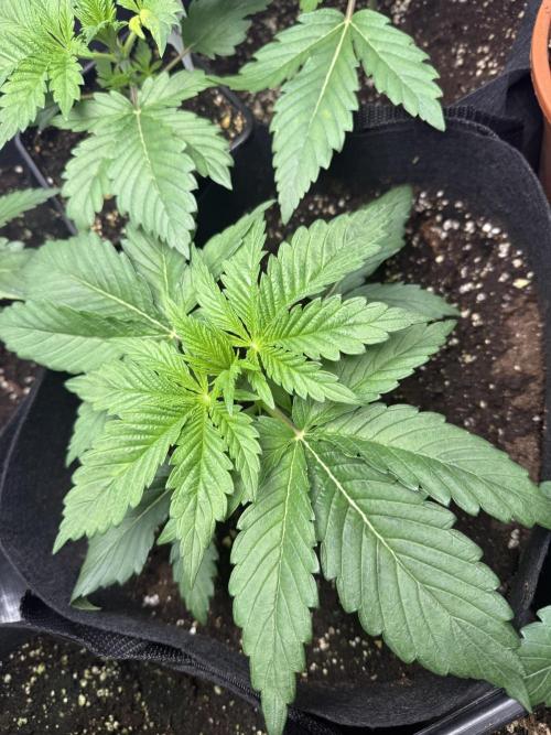Project F1:  Black Venom Strain F1. Week 5