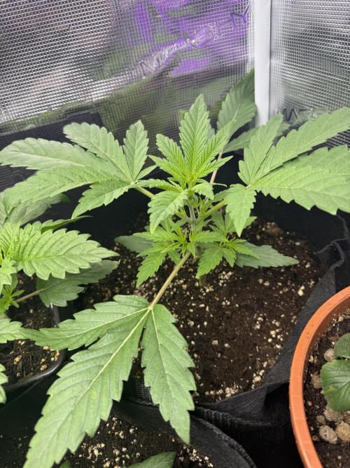Project F1:  Black Venom Strain F1. Week 5