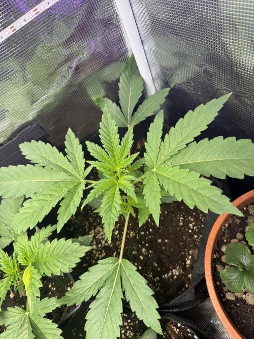 Project F1:  Black Venom Strain F1. Week 5