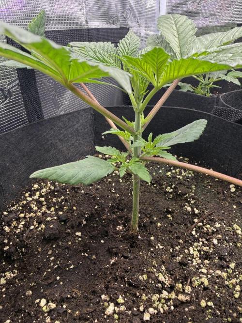 Project F1:  Black Venom Strain F1. Week 5
