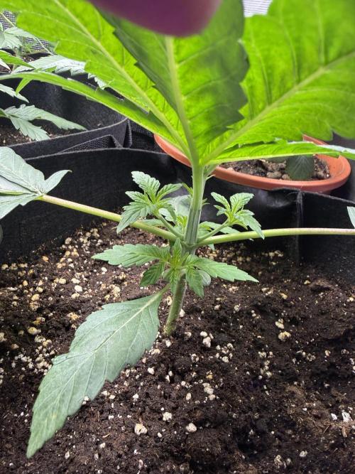 Project F1:  Black Venom Strain F1. Week 5