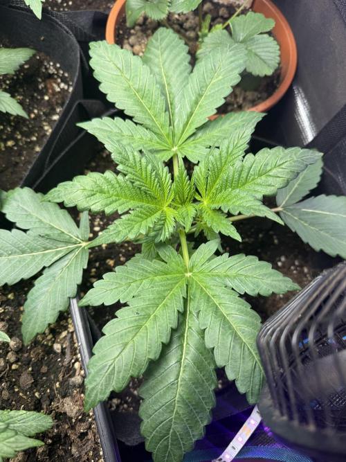 Project F1:  Black Venom Strain F1. Week 5