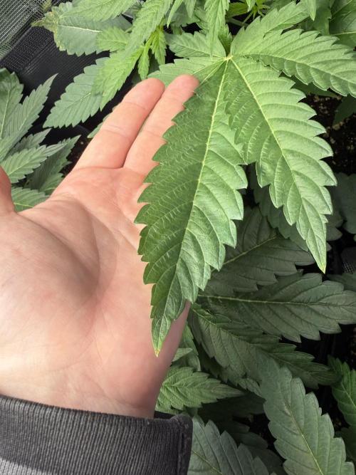 Project F1:  Black Venom Strain F1. Week 6 - Big Leafs