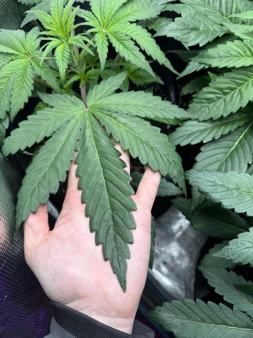 Project F1:  Black Venom Strain F1. Week 6 - Pretty Big :)