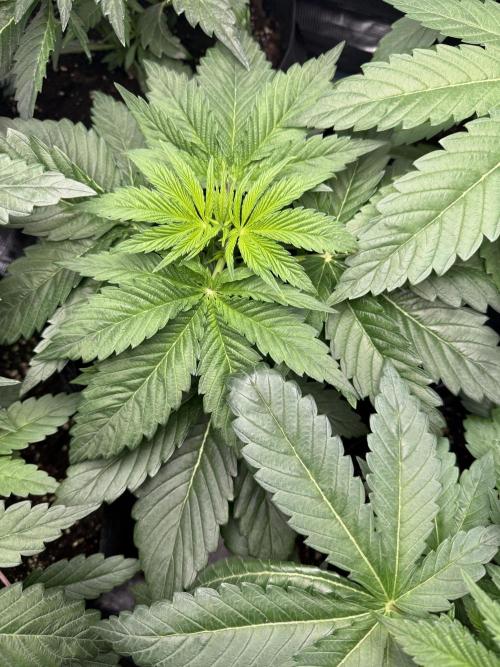 Project F1:  Black Venom Strain F1. Week 6