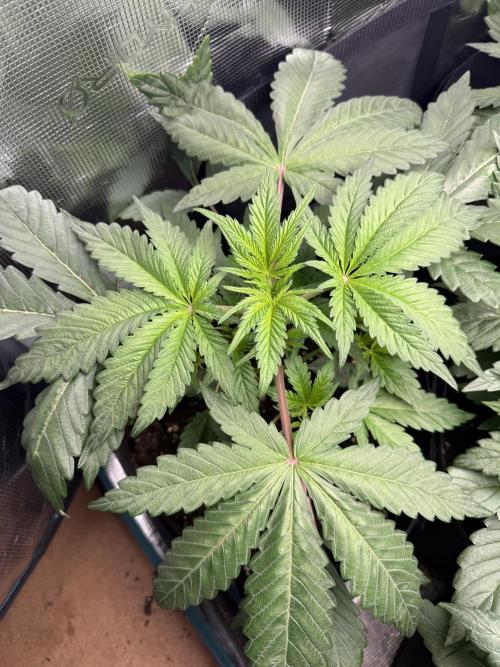 Project F1:  Black Venom Strain F1. Week 6