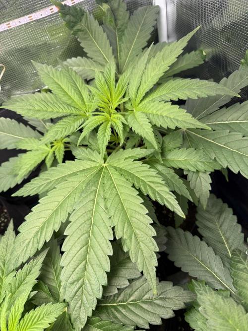 Project F1:  Black Venom Strain F1. Week 6
