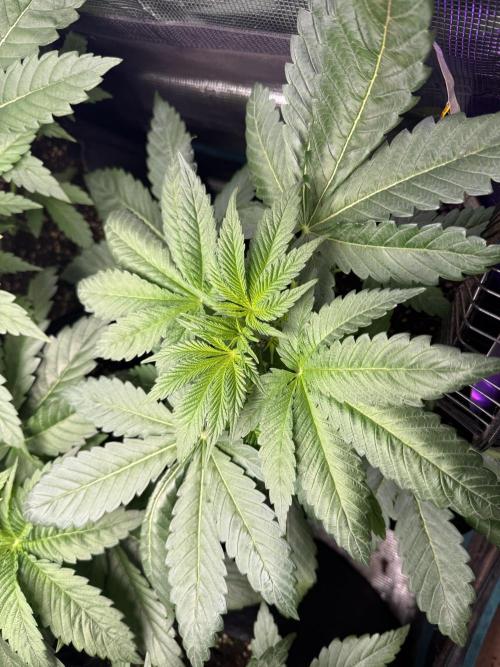 Project F1:  Black Venom Strain F1. Week 6