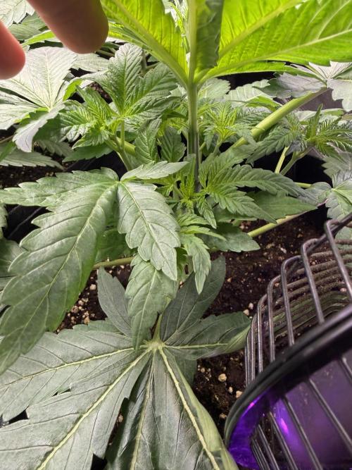 Project F1:  Black Venom Strain F1. Week 6