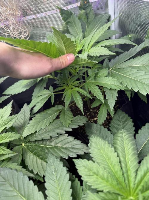 Project F1:  Black Venom Strain F1. Week 6