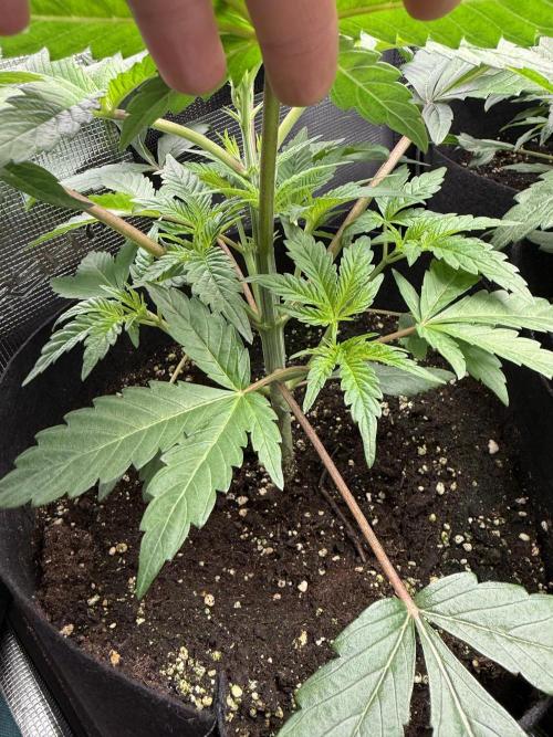 Project F1:  Black Venom Strain F1. Week 6