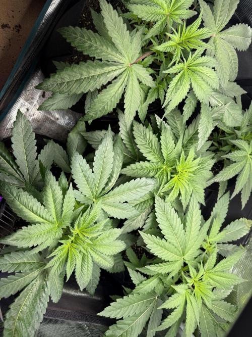 Project F1:  Black Venom Strain F1. Week 6