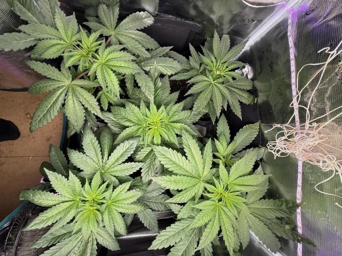 Project F1:  Black Venom Strain F1. Week 6