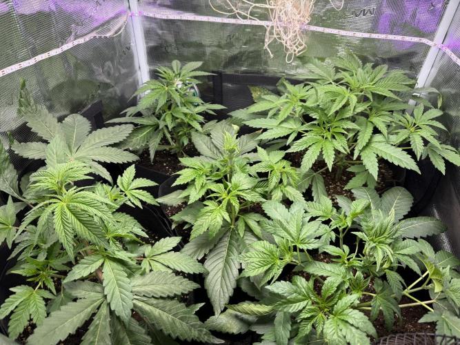 Project F1:  Black Venom Strain F1. Week 6 - After the First cuts