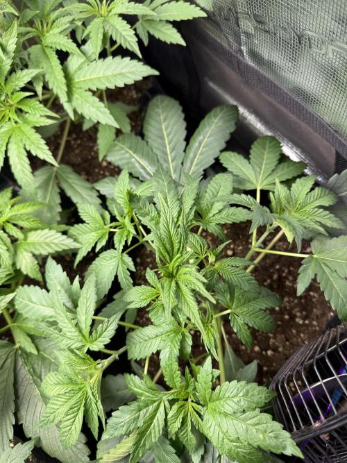 Project F1:  Black Venom Strain F1. Week 6 - Spidercut