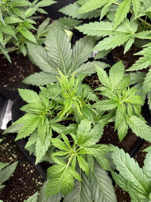 Project F1:  Black Venom Strain F1. Week 6 - Spidercut 