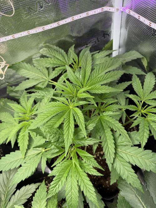Project F1:  Black Venom Strain F1. Week 6 - Just cutted some Leafes 