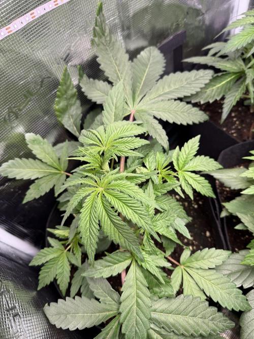 Project F1:  Black Venom Strain F1. Week 6 - Just cutted Leafes
