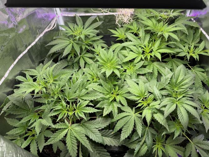 Project F1:  Black Venom Strain F1. Week 7 - Overview 
Back Left Side is the Auto Zkittlez the Rest Are Venoms F1 (Non Auto)