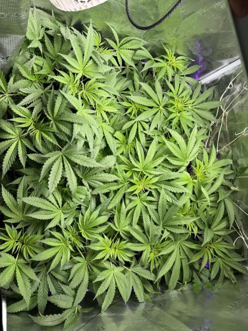 Project F1:  Black Venom Strain F1. Week 8 - Overview
