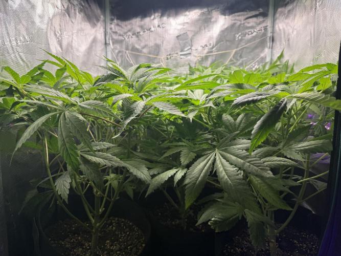 Project F1:  Black Venom Strain F1. Week 8 - Sideview