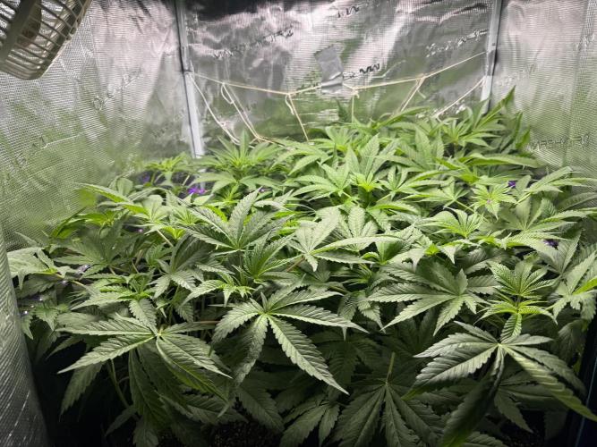 Project F1:  Black Venom Strain F1. Week 8