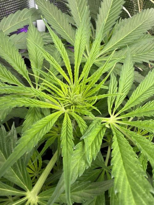 Project F1:  Black Venom Strain F1. Week 8 - Flowering 