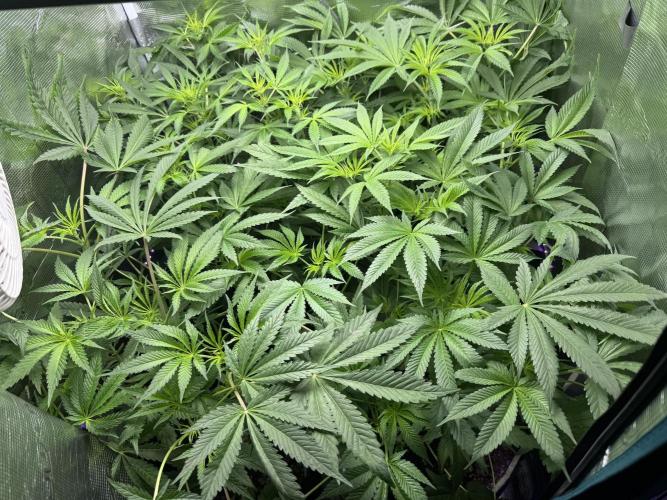 Project F1:  Black Venom Strain F1. Week 9 - Nach dem entlauben