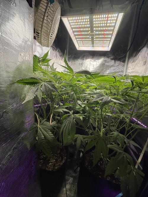 Project F1:  Black Venom Strain F1. Week 9